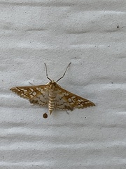 Epipagis fenestralis