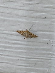 Epipagis fenestralis