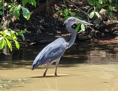 Ardea sumatrana