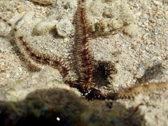 Ophiocoma scolopendrina