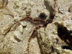 Ophiocoma scolopendrina