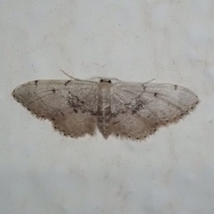 Idaea laevigata