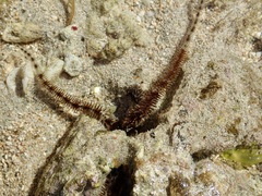 Ophiocoma scolopendrina