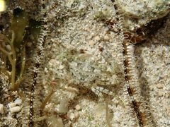 Ophiocoma scolopendrina
