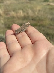 Arphia pseudonietana