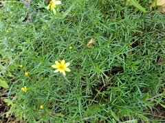 Coreopsis verticillata