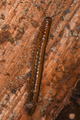 Helminthomorpha