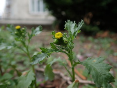 Senecio vulgaris