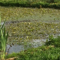 Potamogeton polygonifolius