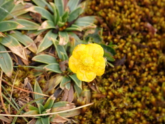 Ranunculus