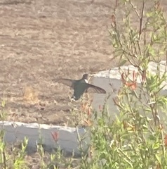 Archilochus alexandri