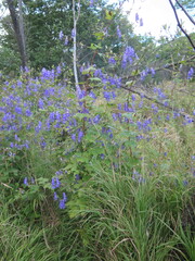 Aconitum sczukinii