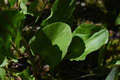 Caltha leptosepala