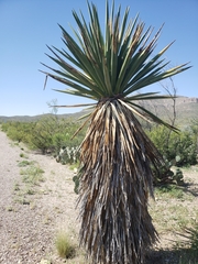 Yucca carnerosana