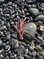 Calliarthron tuberculosum