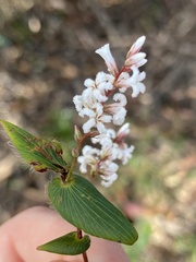 Leucopogon amplexicaulis
