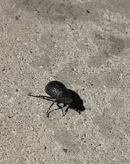 Phyllophaga cribrosa