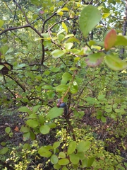 Vaccinium arboreum