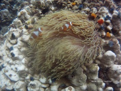 Amphiprion ocellaris