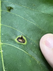 Phylloxera caryaefoliae