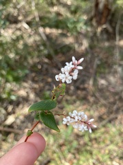 Leucopogon amplexicaulis