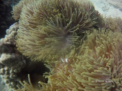 Amphiprion ocellaris
