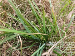 Caesia calliantha