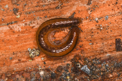 Helminthomorpha