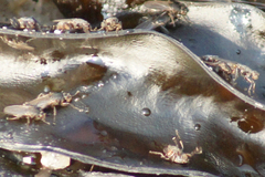 Coelopidae
