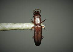 Prostomis mandibularis