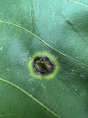 Phylloxera caryaefoliae