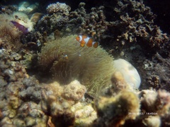 Amphiprion ocellaris