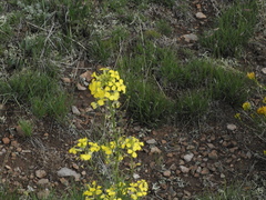 Erysimum asperum