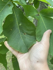 Phylloxera caryaefoliae