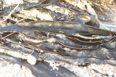 Coelopidae