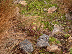 Castilleja fissifolia