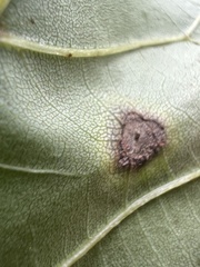 Phylloxera caryaefoliae