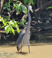Ardea sumatrana