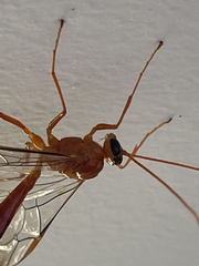 Hypopheltes