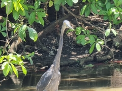 Ardea sumatrana