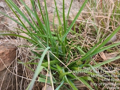Caesia calliantha