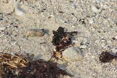 Coelopidae
