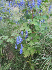 Aconitum sczukinii