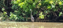Ardea sumatrana