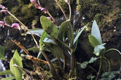 Dendrobium kingianum