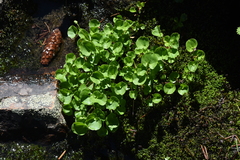 Viola