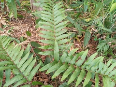 Blechnum capense