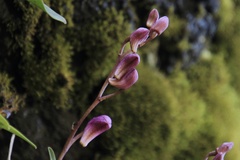 Dendrobium kingianum