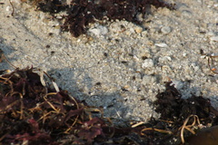 Coelopidae