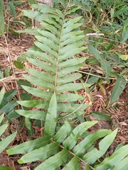 Blechnum capense
